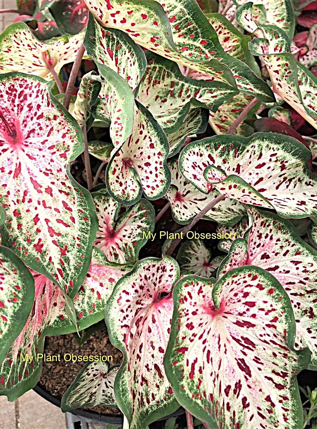 Caladium ” ‘Gingerland”’ Size#2(2 bulbs) (You get 2 bulbs)