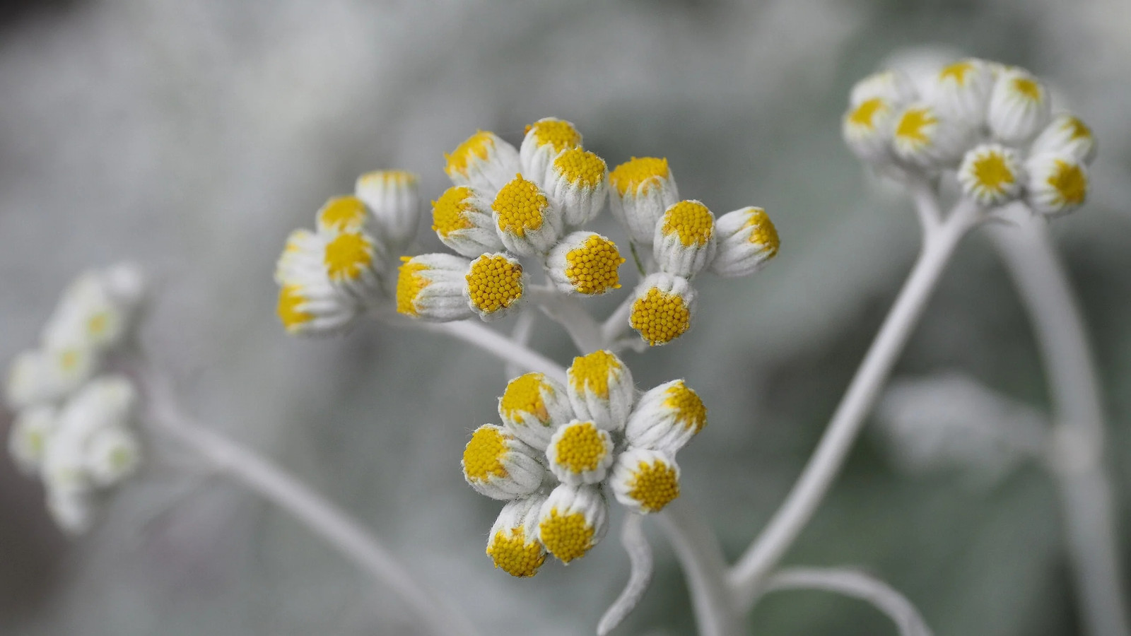 Dusty Miller Seeds – For 2025 Planting Senecio Cineraria Fuzzy Silver White Leaf