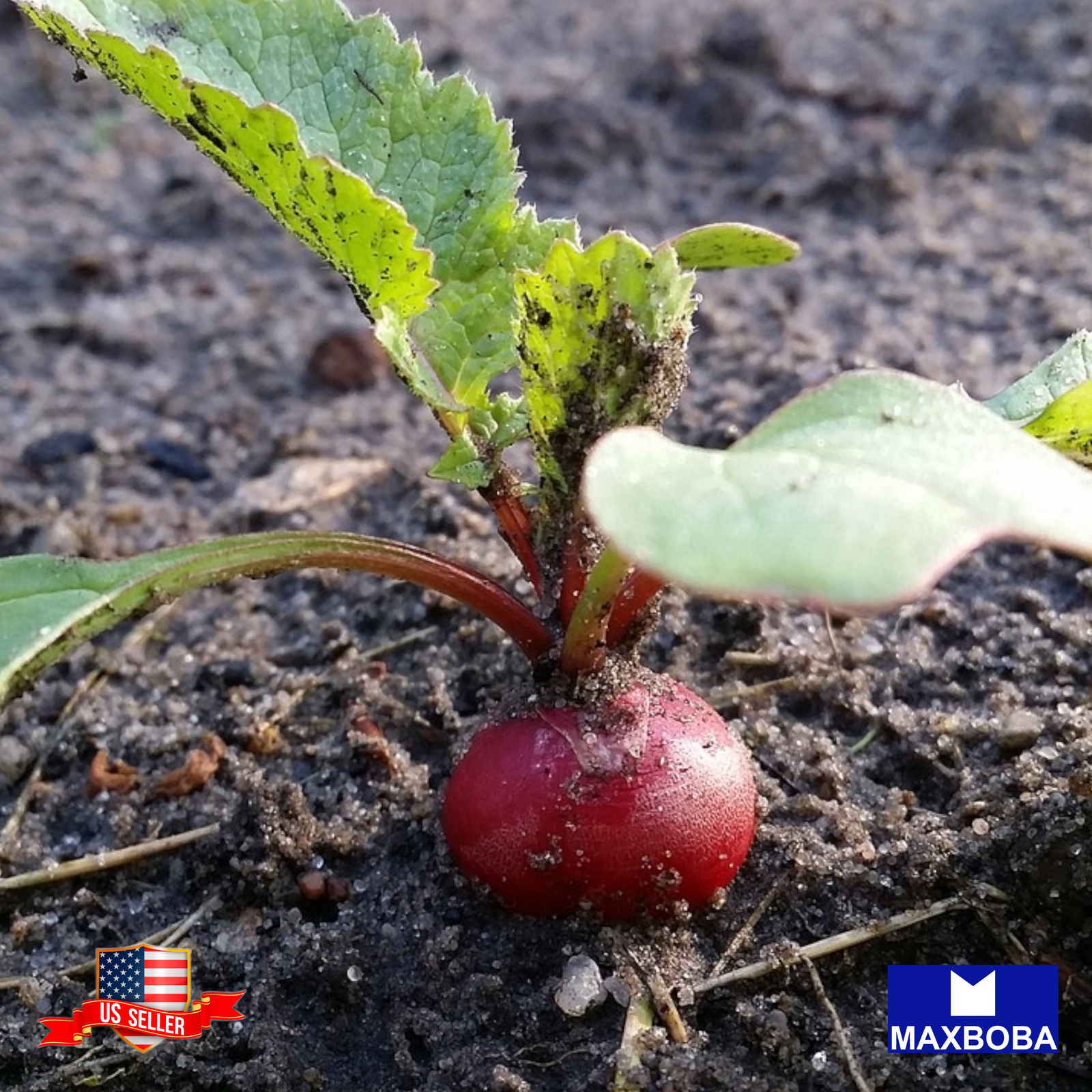 400 Radish Seeds – French Breakfast Non-GMO Heirloom Vegetable BOGO 50% OFF