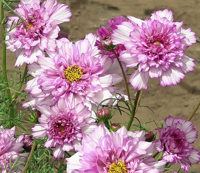 200+ Double Click Rose Bon Bon Cosmos Seeds for Garden – USA – FREE SHIPPING!