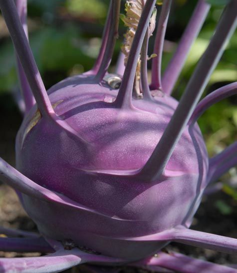 Kohlrabi Seed: Purple Vienna Kohlrabi Seeds Fresh Seed FREE SHIPPING