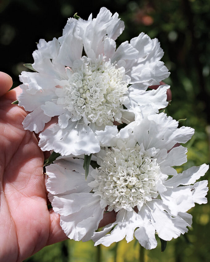 Scabiosa Pincushion Flower fresh White seeds (70)