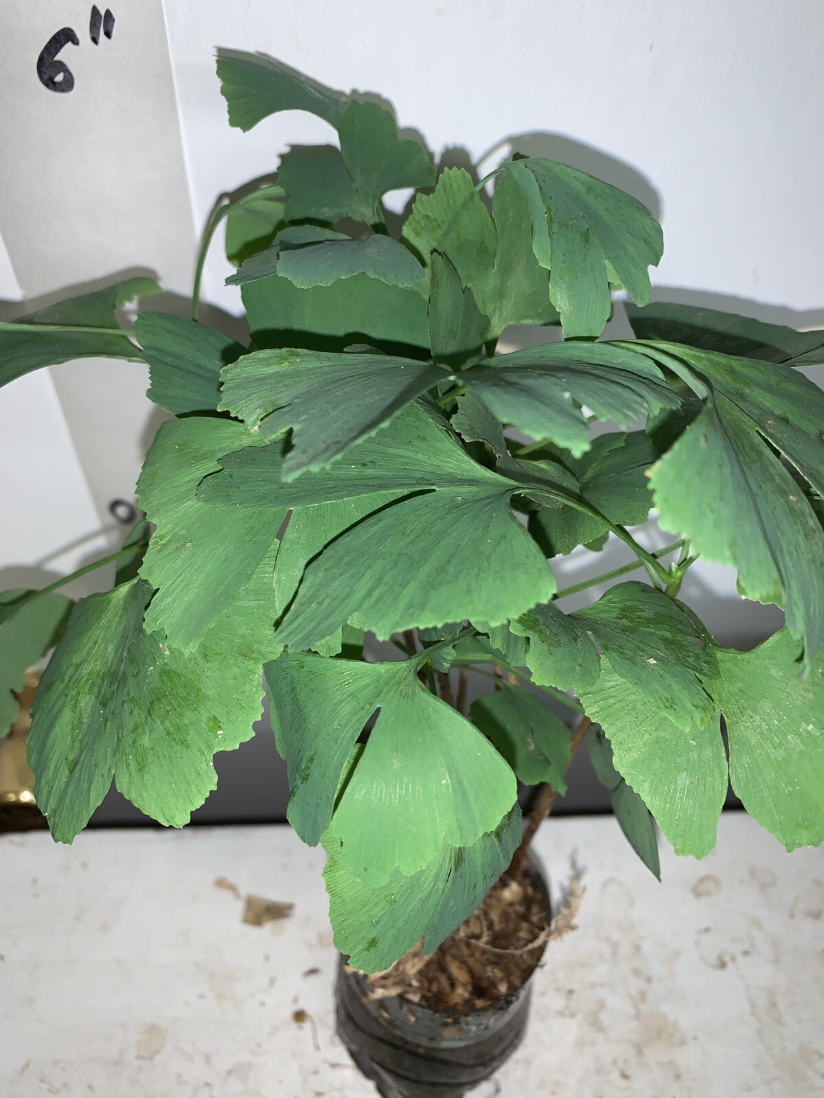 6+ ginkgo biloba plants 1 year old