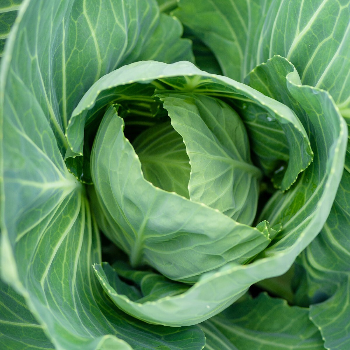 1/4 Lb Vates Collard Seeds – Everwilde Farms Mylar Seed Packet