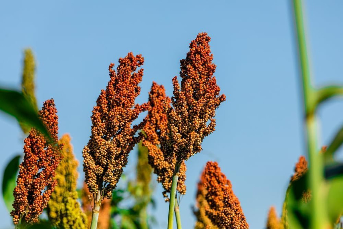 Sweet Sugar Cane Sorghum Seeds for Planting – Heirloom & Open-Pollinated Variety
