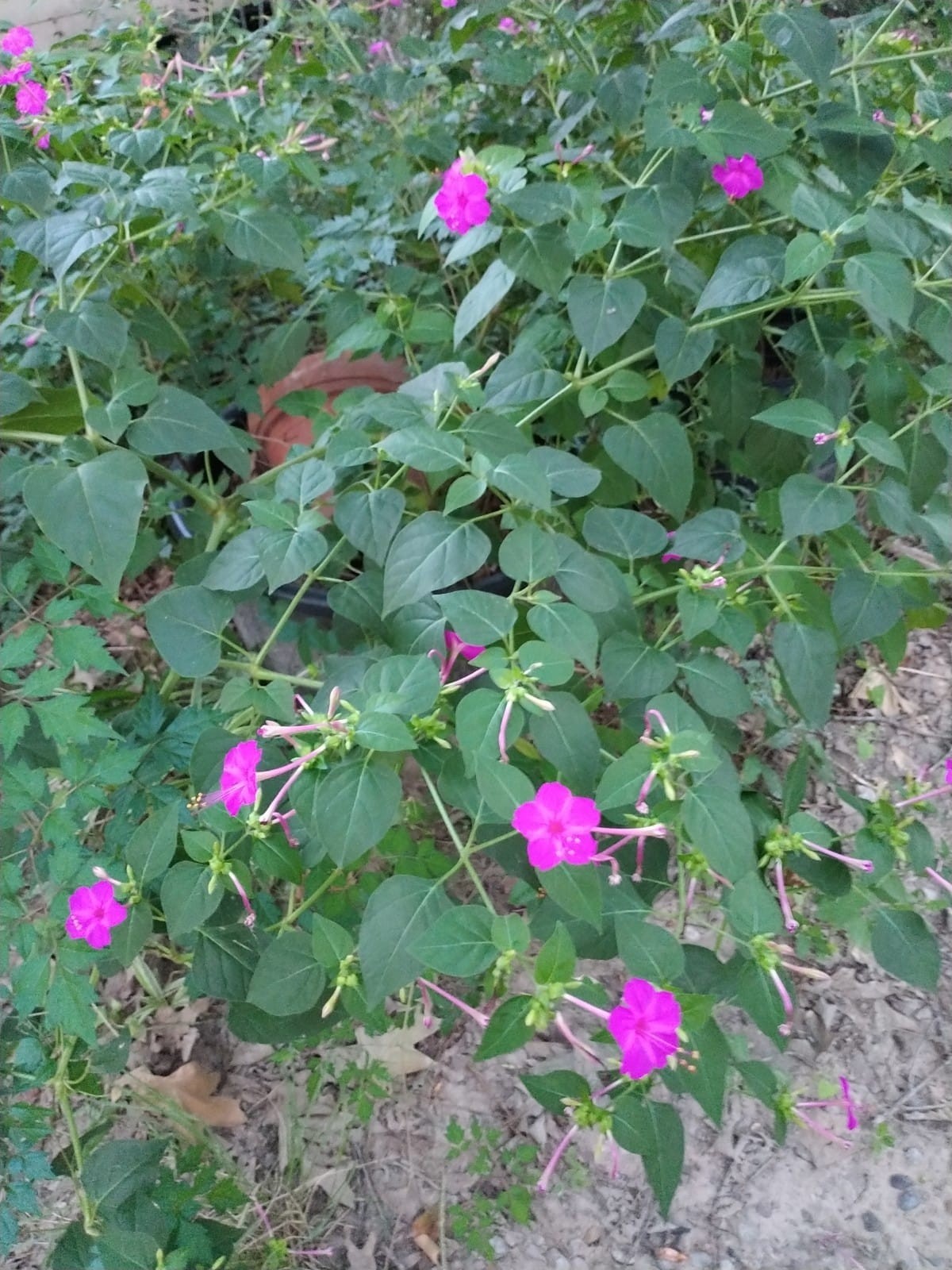 Bright pink night-blooming Four O’Clock flower seeds – 31 count