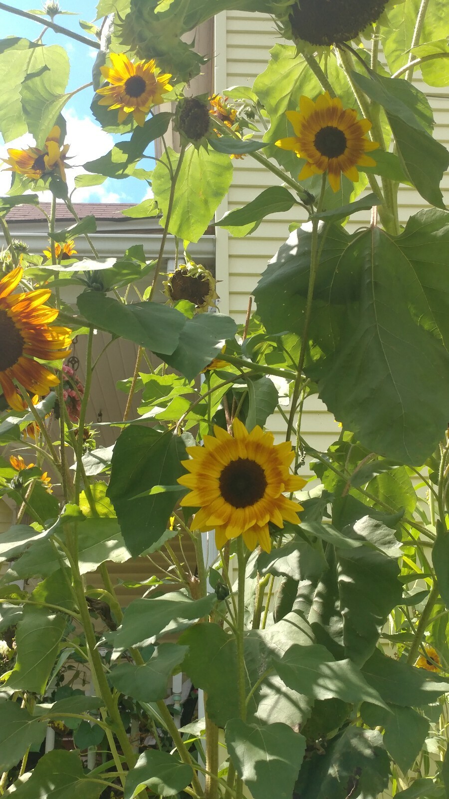 25+ Sunflower Seed 6-10′ Tall Branching Yellow Constant Bloom Organic Untreated