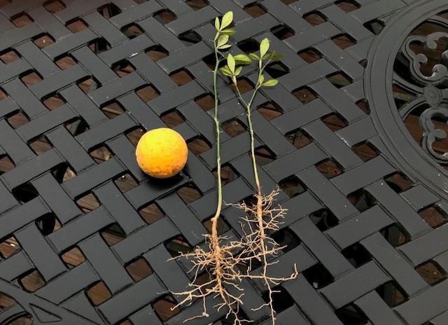 TRIFOLIATE ORANGE 13-18″ TREES Quantity 5