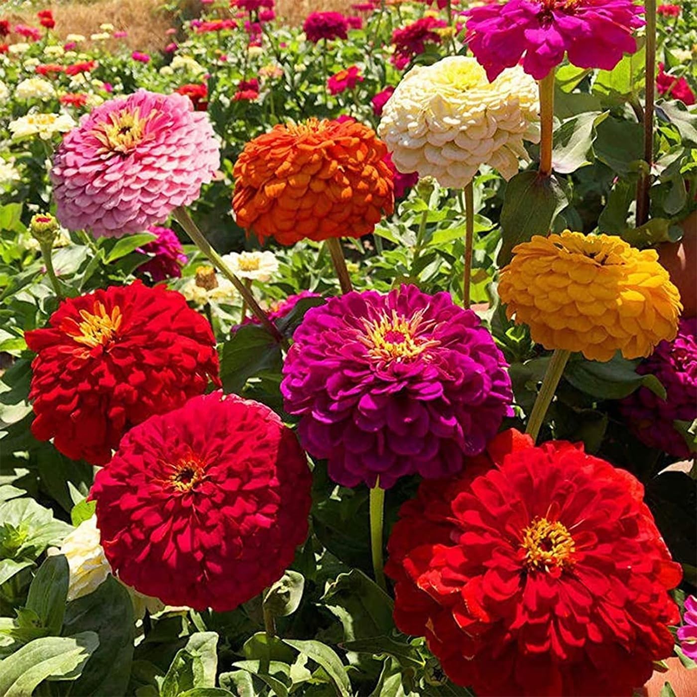 1000+ Mix Zinnia Seeds – Heirloom, Resistant, Full Sun, 8in