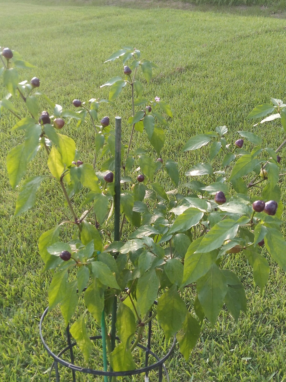 Purple Side Kick Pepper Seeds (Sweet&Spicy)