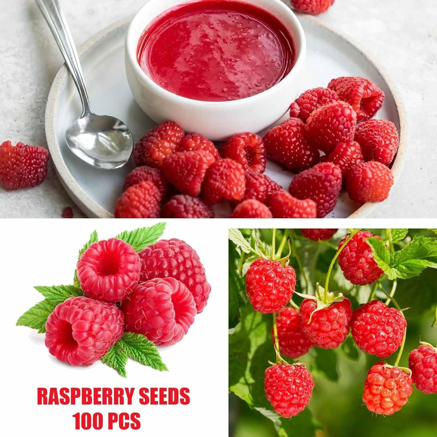 Berry Seeds Variety Pack, 310 Seeds Total, Non-GMO Strawberry, Raspberry, Elderb