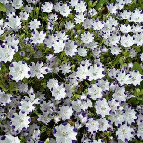 250 to 1,000 Five Spot Flower Seeds Nemophila maculata Heirloom Gorgeous Blooms