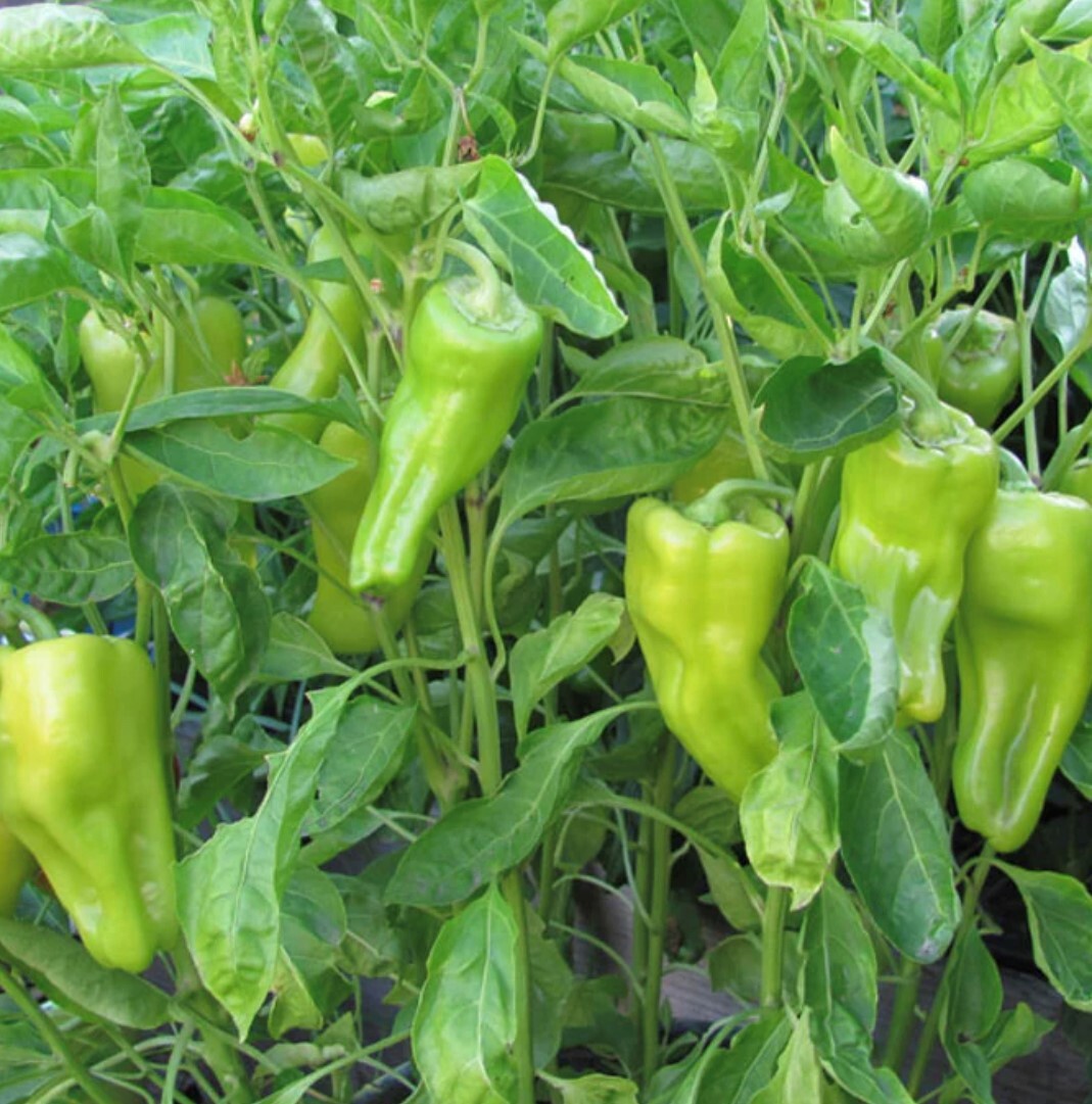 Cubanelle Pepper Seeds | Organic