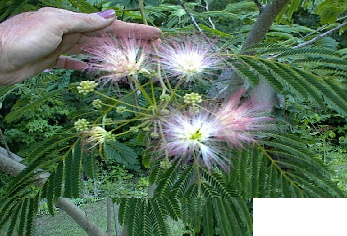 Mimosa Tree Pink and White Sweet Smelling Wild Flowering Tree 10 + Seeds