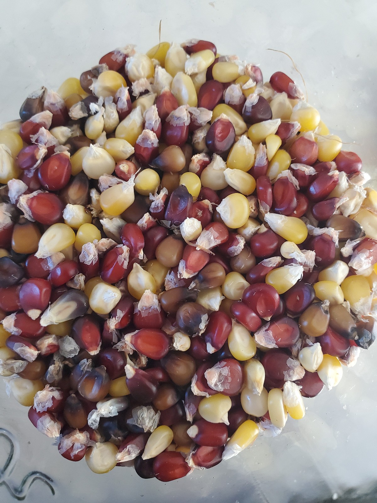 Cochiti popcorn seeds Native heirloom multicolor popcorn 50+ seeds