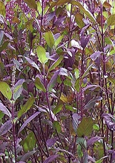 1000 Purple Krishna Tulsi HOLY BASIL Ocimum Sanctum Tenuiflorum Herb Seeds