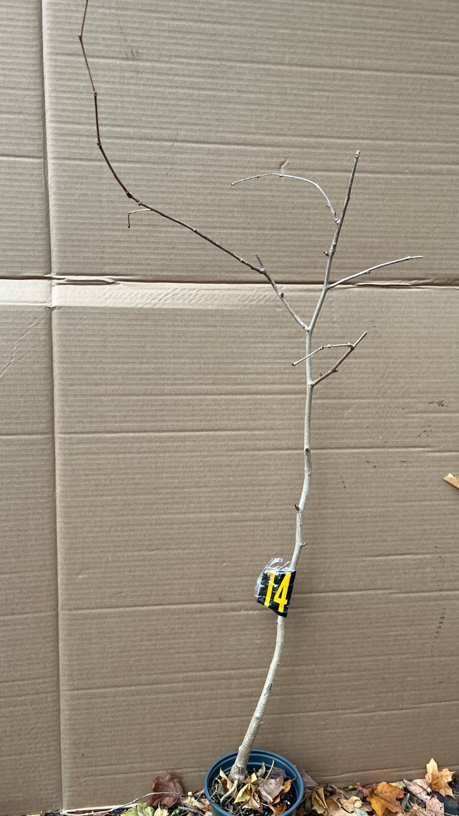 Ginkgo #14, exact plant, 4 years old. Shipped with roots wrapped. No soil.