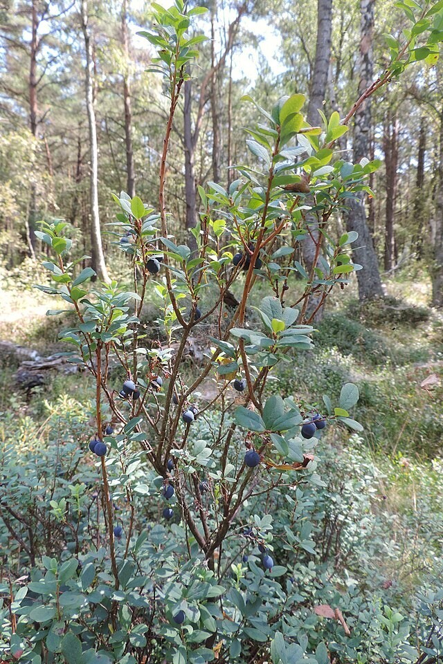 Vaccinium uliginosum | Alpine Blueberry | 10 Seeds