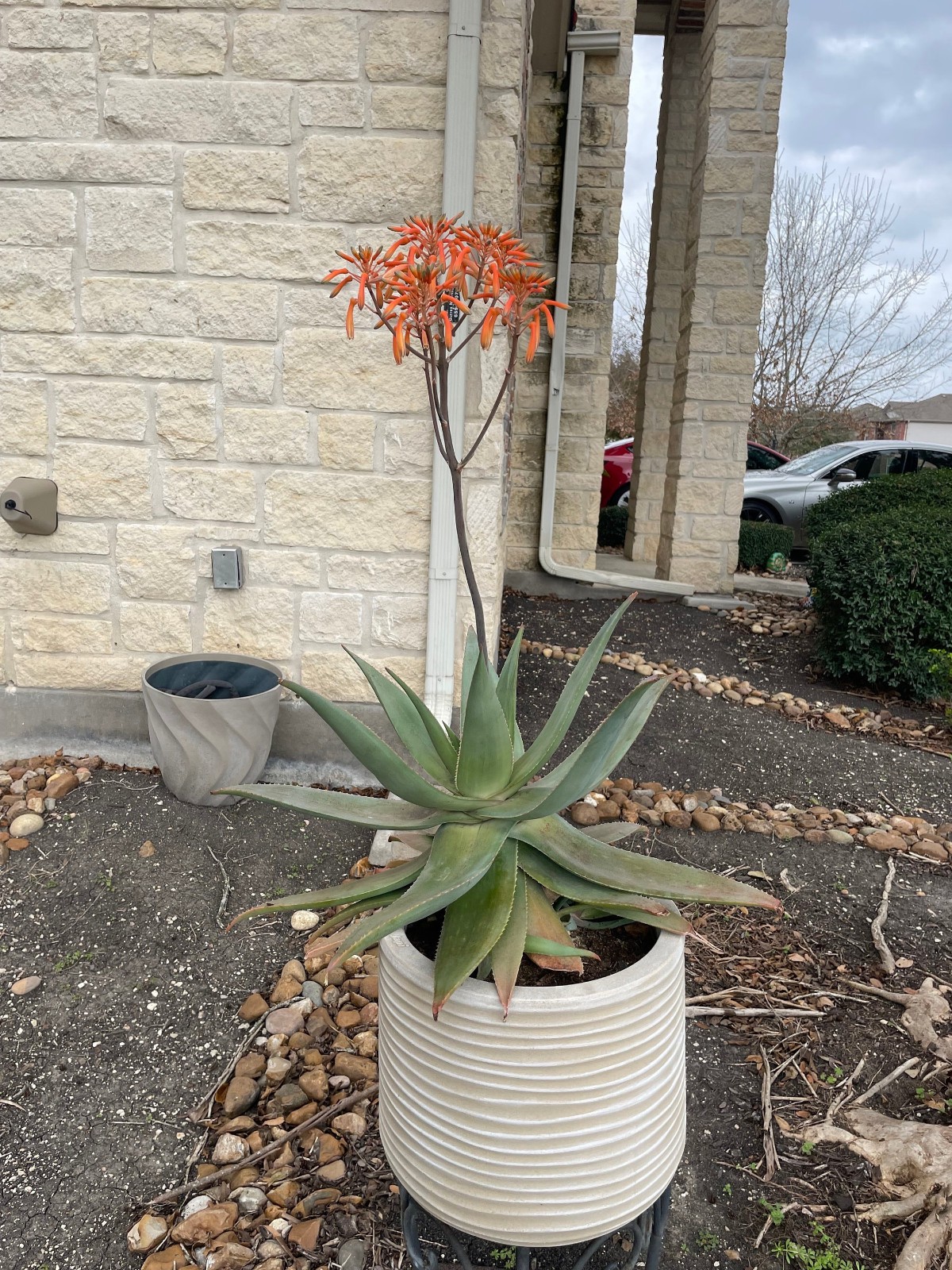 Aloe Striata Hybrid, Ghost Aloe, Coral Aloe, 5 Seeds. Free Shipping!