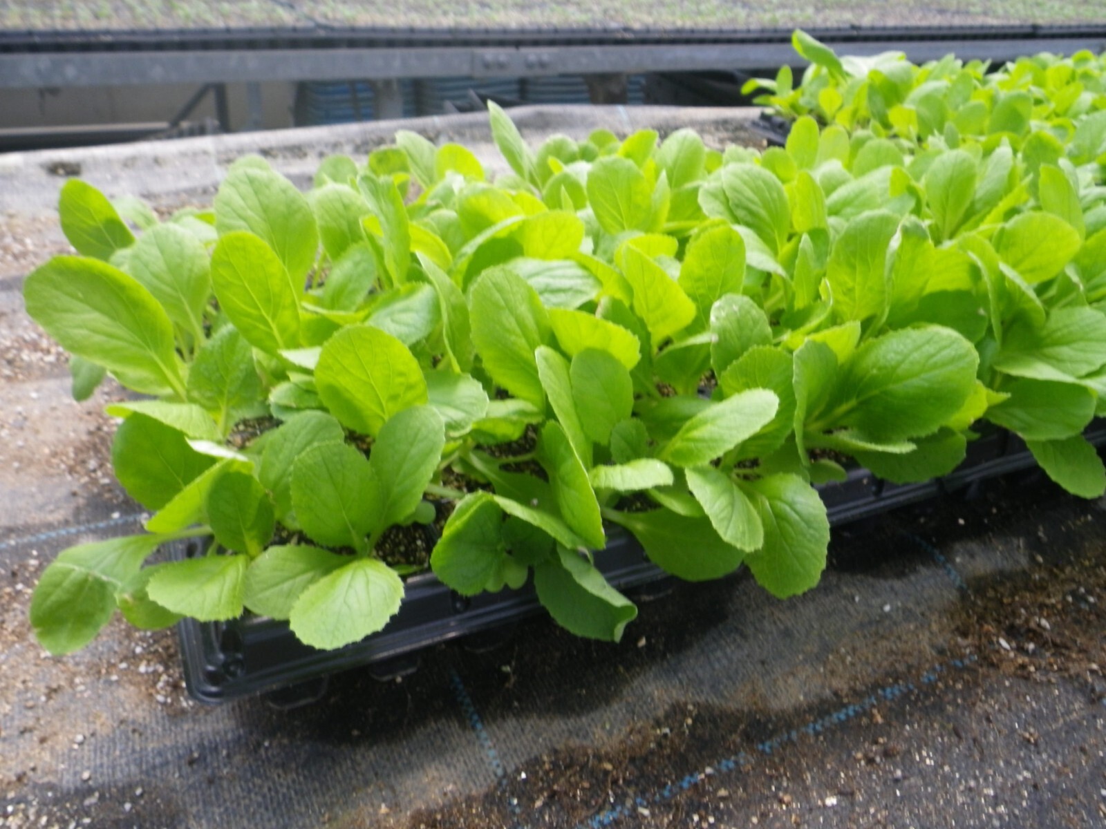 🌱Heirloom Wrinkle Leaf Pak Choy/Choi Chinese Cabbage 50+ Seeds