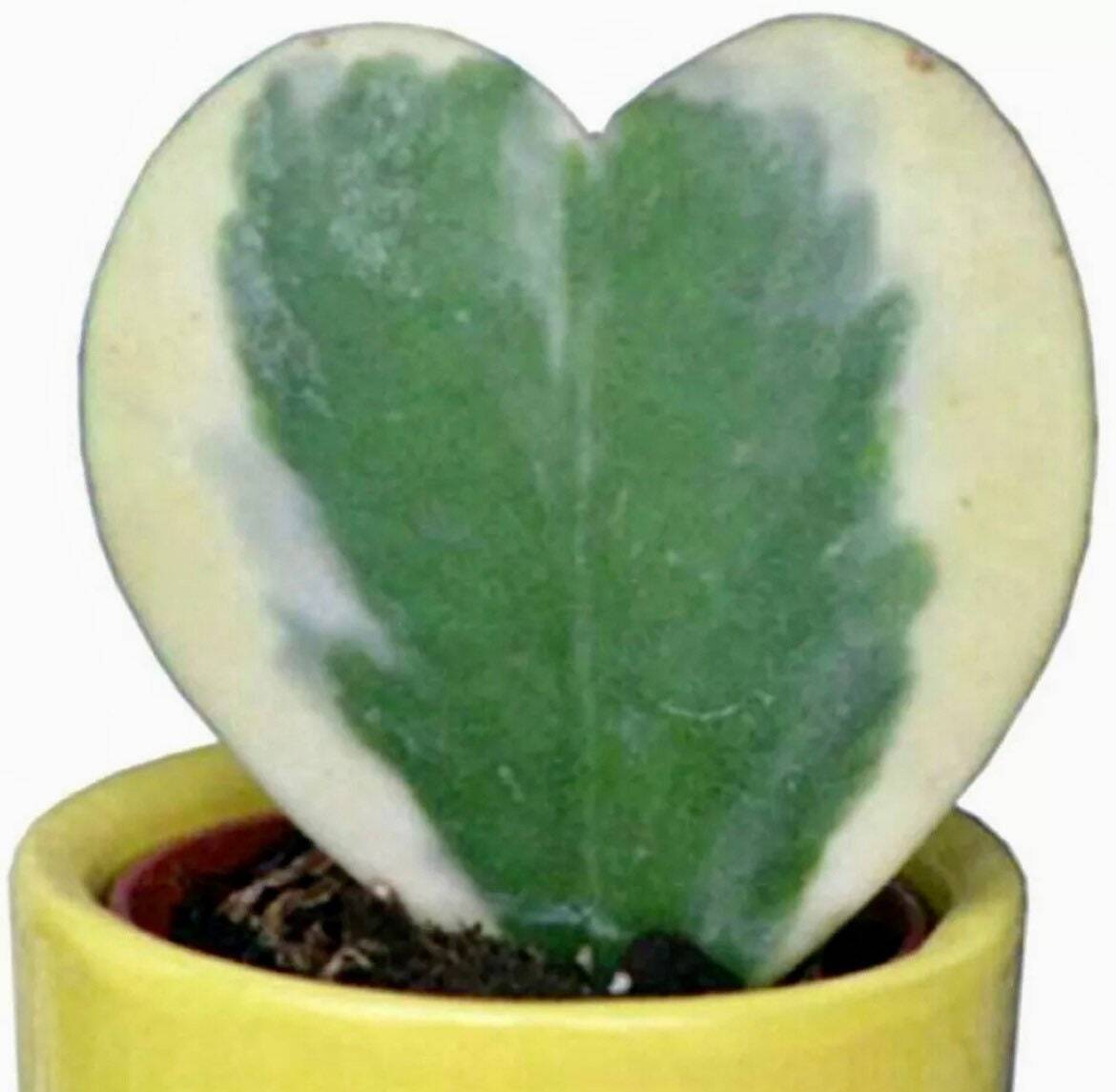 Hoya Kerrii Variegata Seeds~Sweetheart~Lucky ~Heart~Succulents~Valentine’s Day