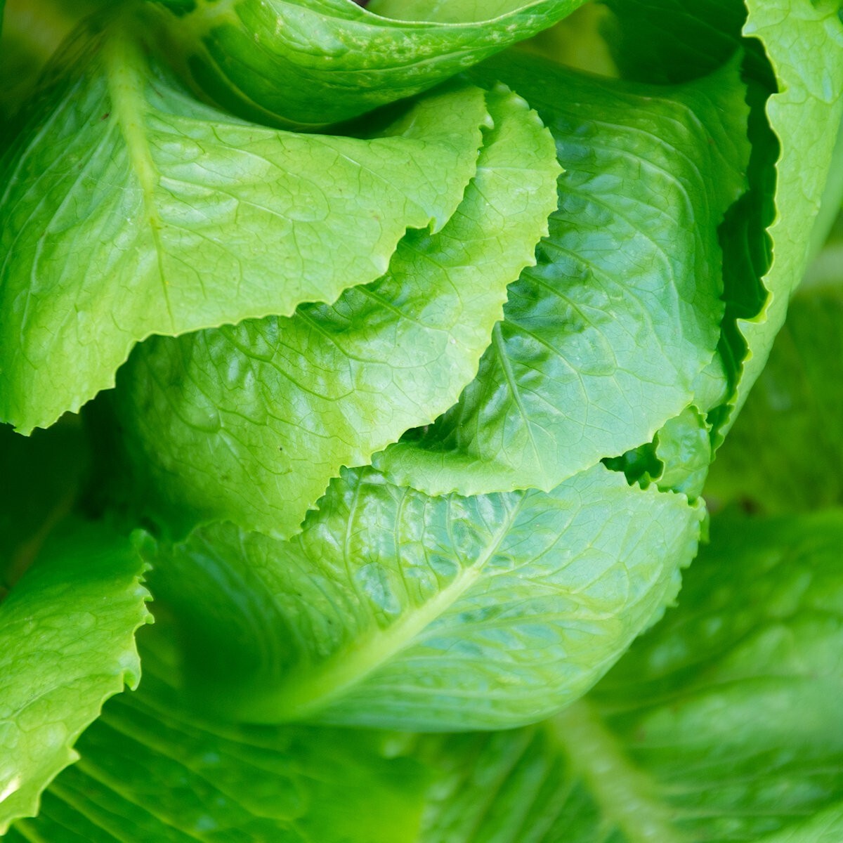 1/4 Lb Parris Island Cos Romaine Lettuce Seeds – Everwilde Farms Mylar Packet
