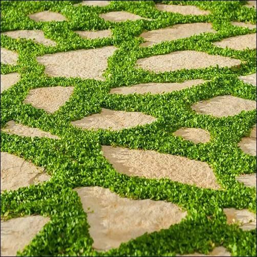 Dichondra Repens 12g 2000+ Seed Ground Cover Lawn Alternative Creeping Pony Foot