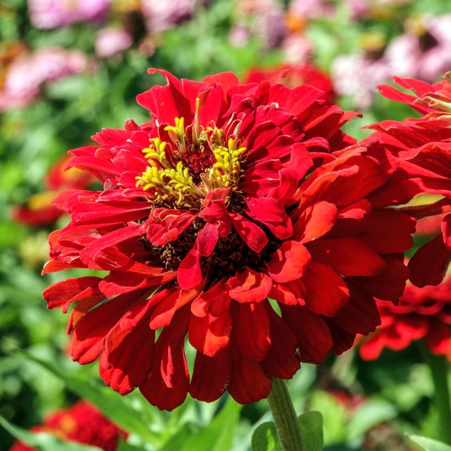 Easy Grow Scarlet Flame Zinnia Seeds for Summer Blooms