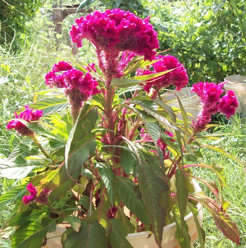 Cock’s Comb – 100 seeds – Celosia cristata