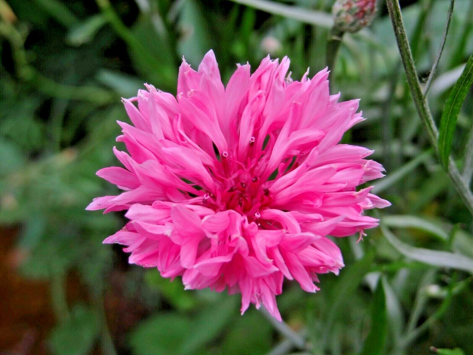 501+Pink CORNFLOWER Seeds Bachelor Button Cut Dried Flowers Garden Container