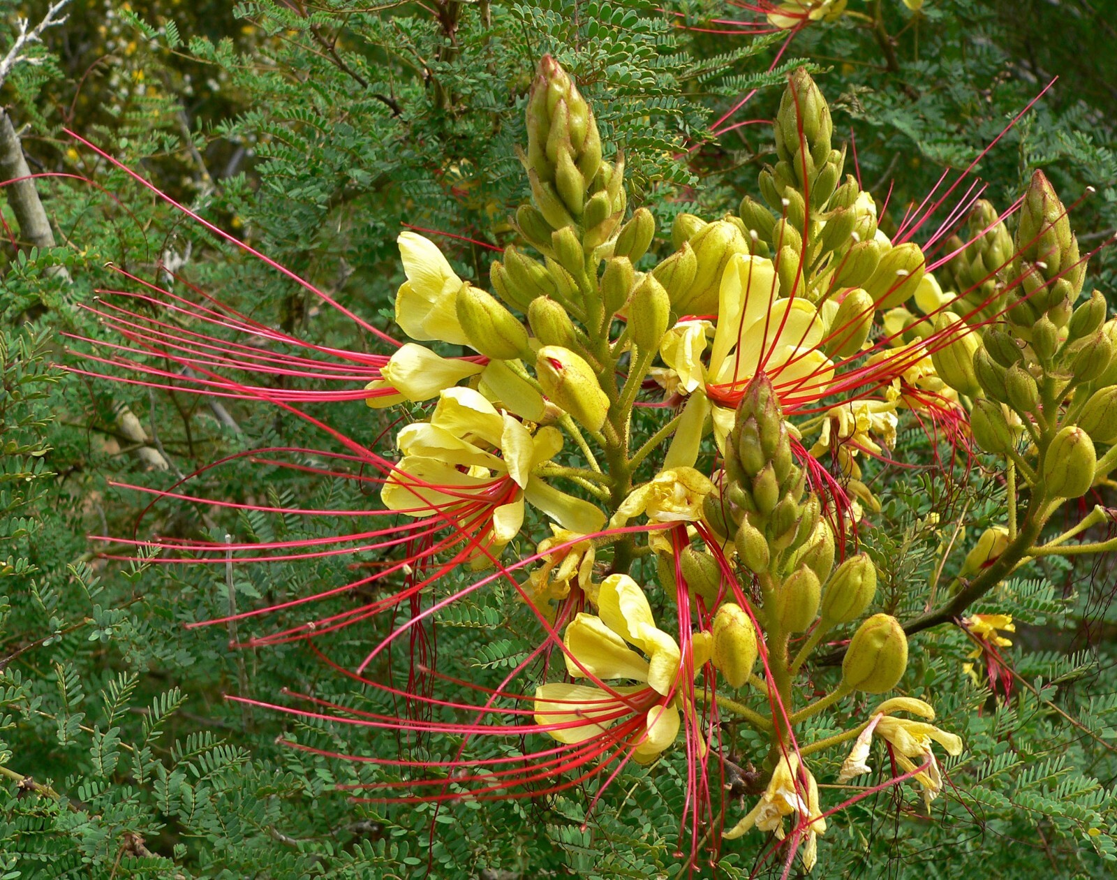 Caesalpinia Gilliesii 10 Seeds Shrub Bush Tree Yellow Bird of Paradise Flowers