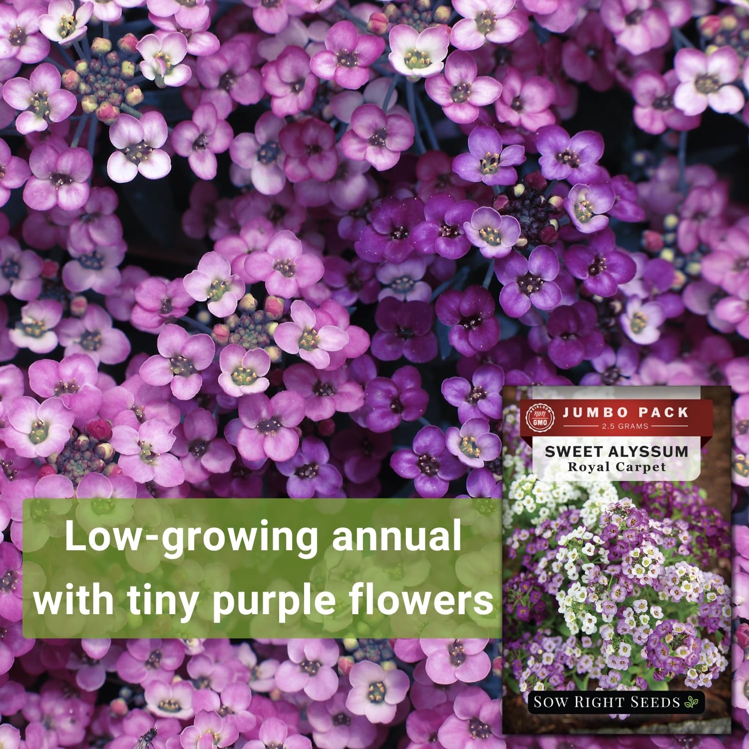 Bulk Alyssum Seeds 6200 NonGMO Heirloom Seeds for Home Flower Garden
