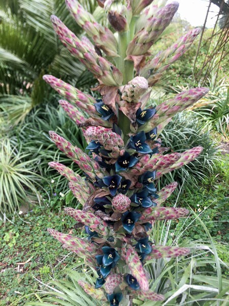 Puya alpestris | Sapphire Tower Bromeliad | 75 Seeds
