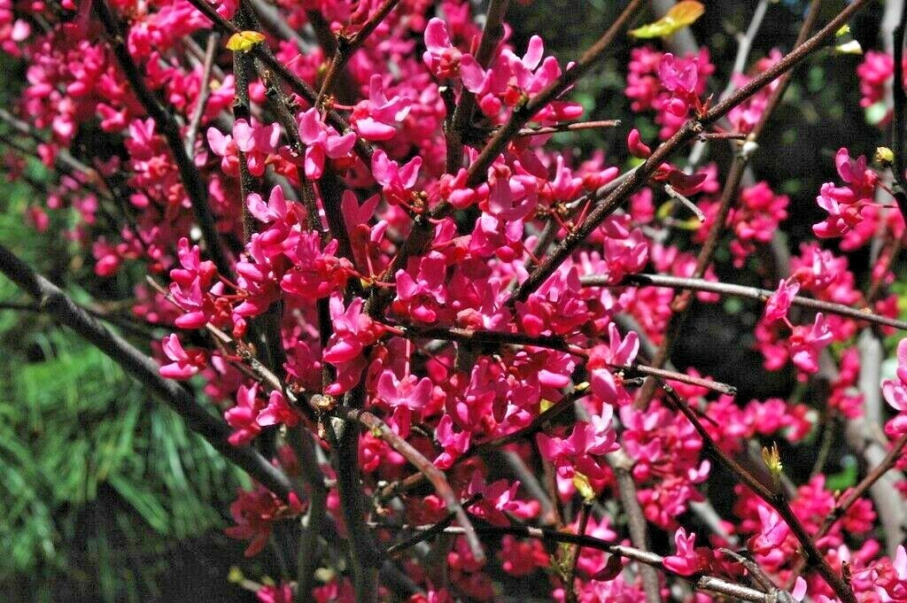20 APPALACHIAN RED REDBUD SEEDS – Cercis canadensis ‘Appalachian Red’