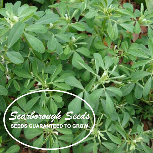 SCARBOROUGH SEEDS Fenugreek (Trigonella Foenum-graecum)- 100 Seeds