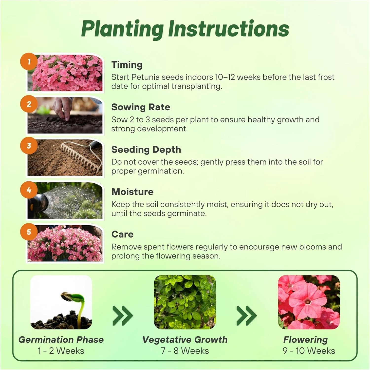 15 Seeds Easy Wave Spreading Petunia Coral Reef Flower Seeds
