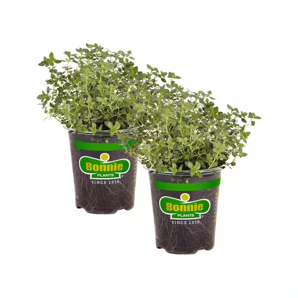 19 Oz. Lemon Thyme Herb Plant (2-Pack)