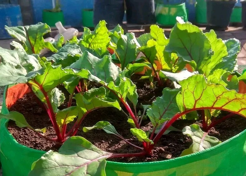 100+ Detroit Dark Red Beet Seeds, Detroit Globe, Heirloom, Early Producing