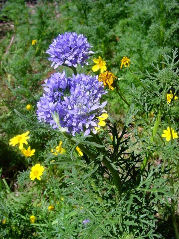 400+GLOBE GILIA THIMBLE Flower Seeds Native Southwest Wildflower Drought Heat