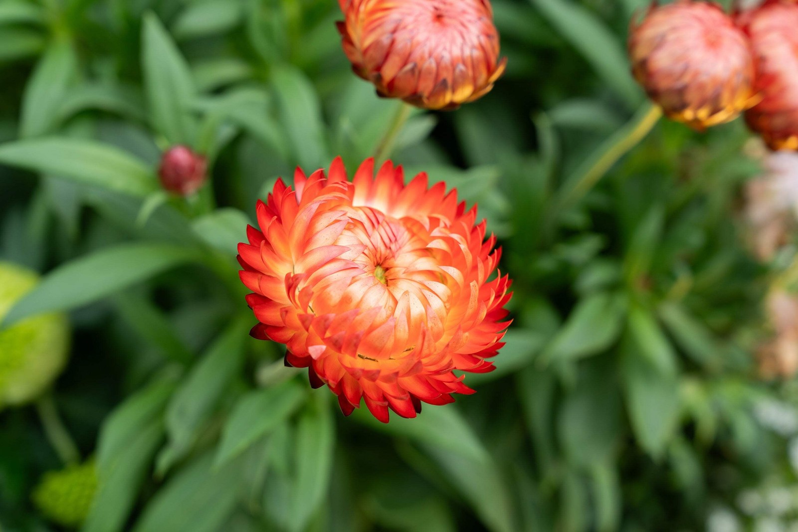 100 ORANGE DOUBLE STRAWFLOWER Helichrysum Monstrosum Flower Seeds