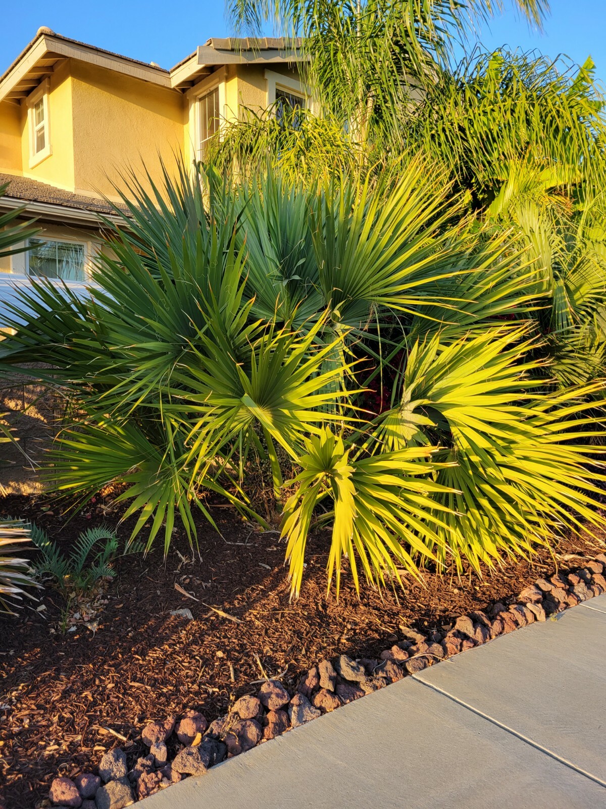 Sabal blackburniana Seeds, Hispanola Palmetto. 20 fresh seeds from California