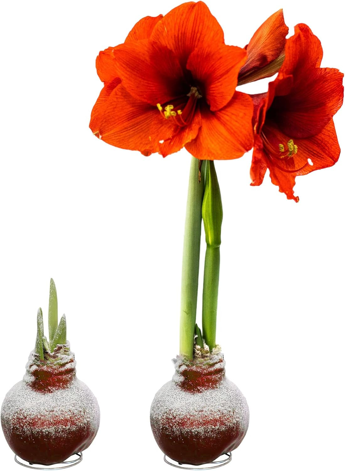 Snow Flecked Waxed Amaryllis Bulb 2-Pack – Red Wax with Red Blooms – Live Holida