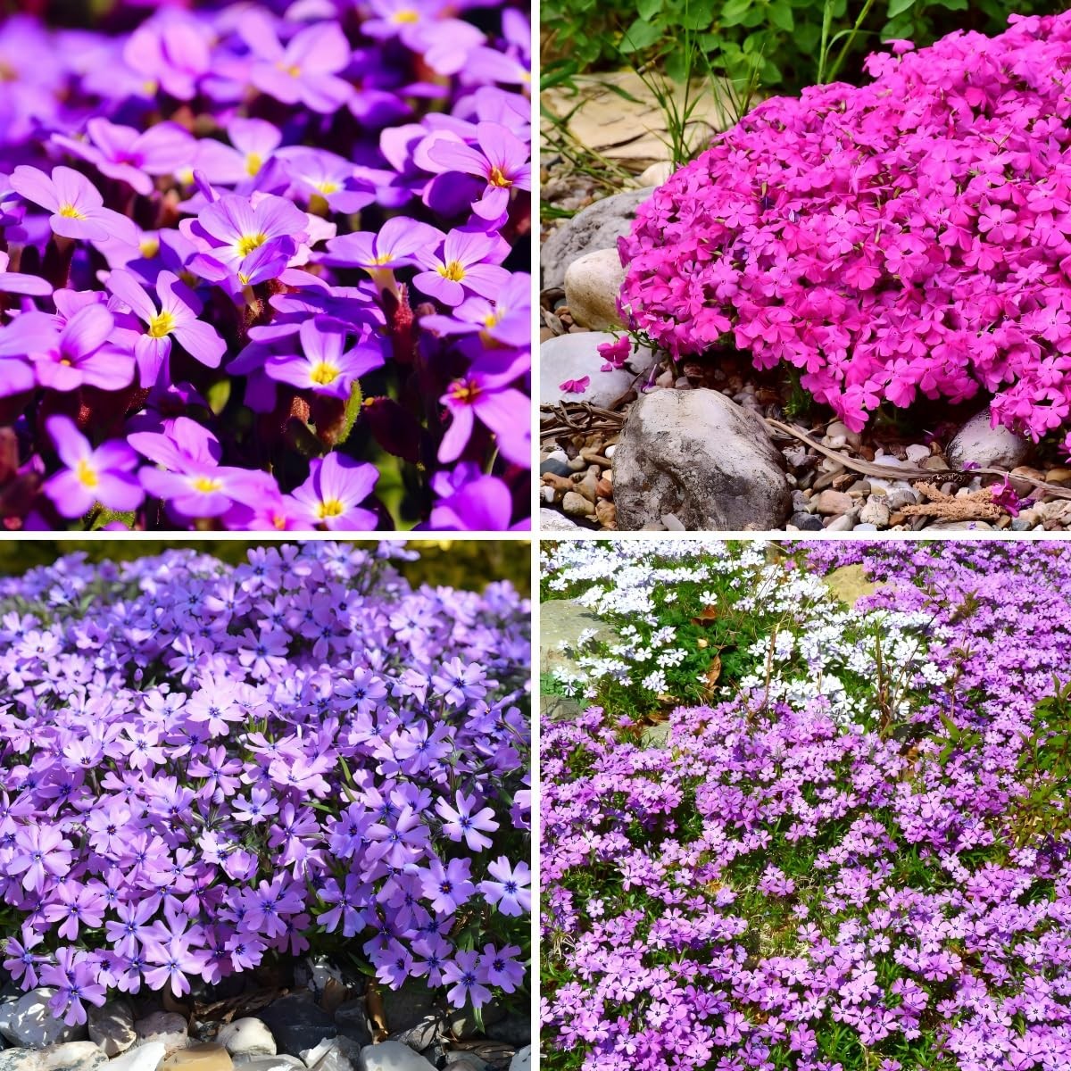 CarpetC 1000+ Creeping Phlox Seeds for Planting, Ground Cover Purple Flowers …