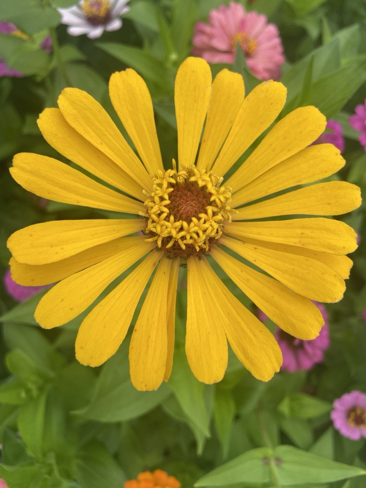ZINNIA – 50 Fresh Seeds – Mixed Colors – GORGEOUS Blooms!! FREE Shipping