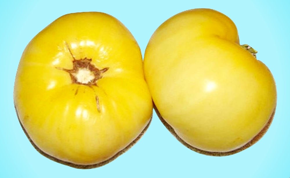 Great White, Tomato