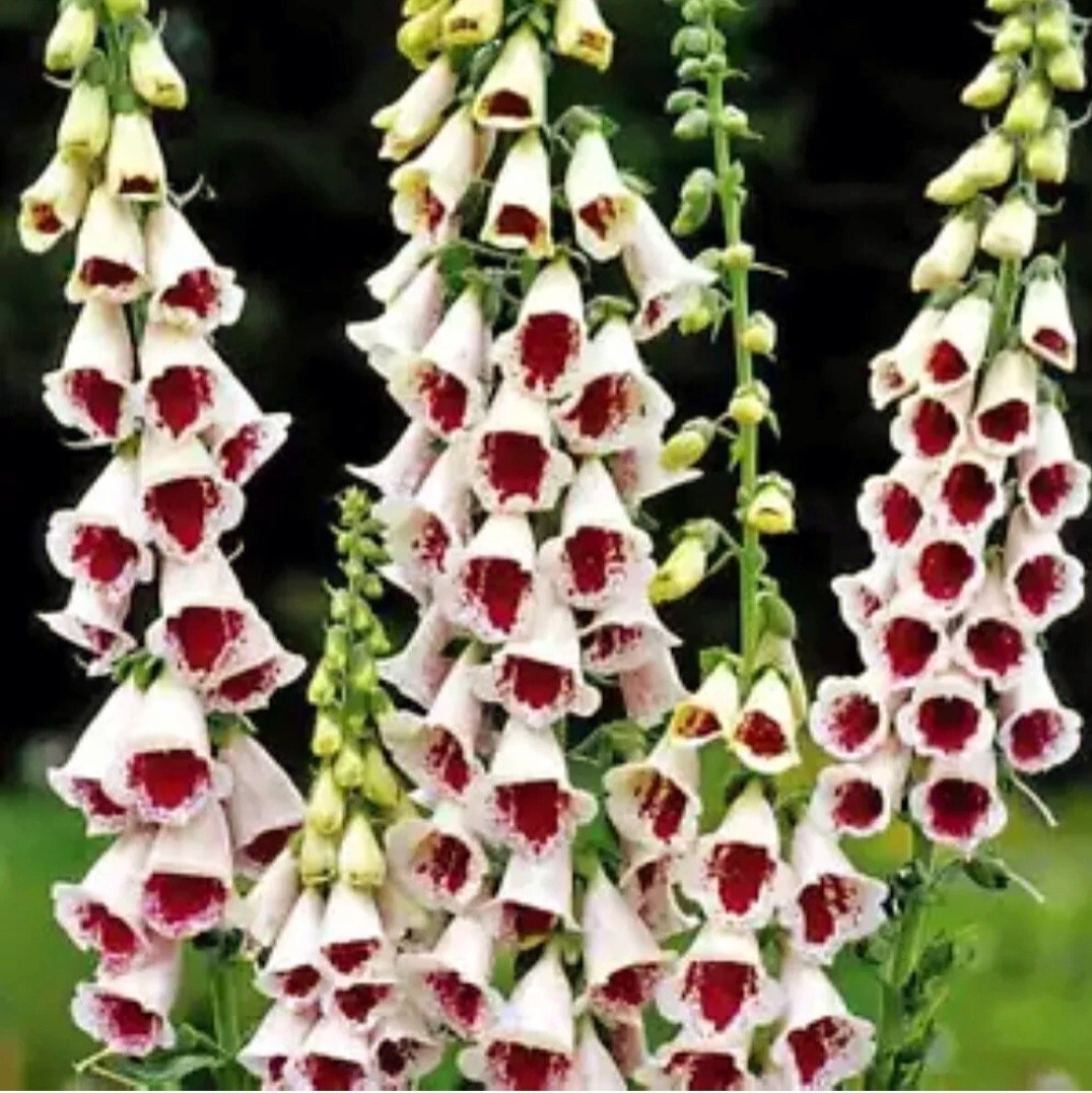 6000 Foxglove Seeds Mixed Color Rare Digitalis Dalmatian Dwarf Beauty Faerie Que