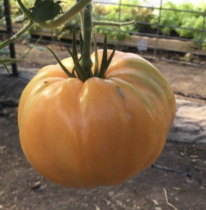 Amana Orange Tomato Seeds | Heirloom | Organic | Bulk | Wholesale | Rare