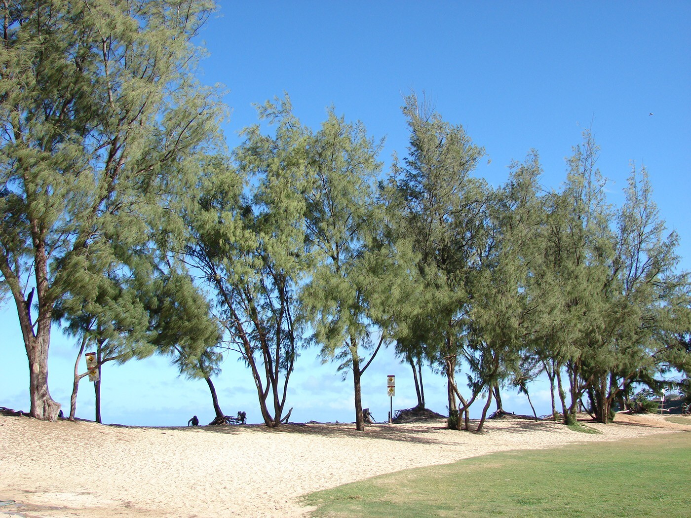 Australian Beach Pine Tree | Premium Seeds | Casuarina equisetifolia | Plants’®