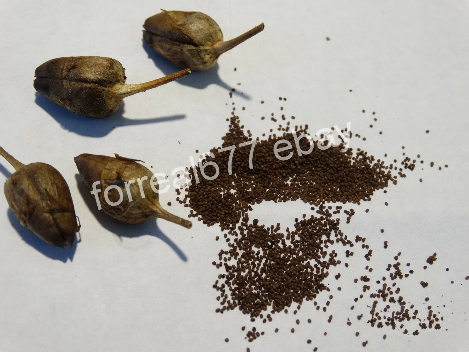 Virginia Bright Tobacco 2000+ seeds Fresh 2023 Crop Grow Instructions Included