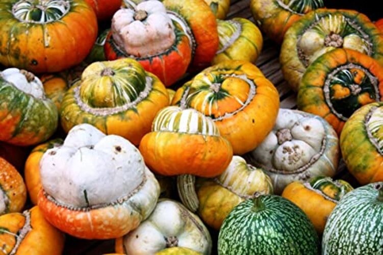 Seeds Ornamental Pumpkin Turk’s Turban 10+ Seeds for Growing Decorative and